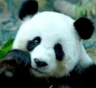 Интересные факты о пандах