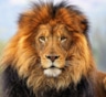 Интересные факты о львах