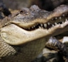Интересные факты о крокодилах