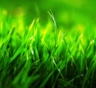 Почему трава зеленая