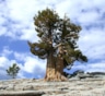 ТОП 10 старых деревьев в мире