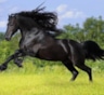Самая быстрая лошадь
