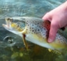 Пресноводная форель - самые большие особи