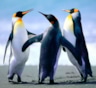 Любопытные факты о пингвинах