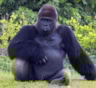 Самая большая горилла