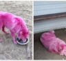 В лесу под Геленджиком спасли розовых собак-самоедов