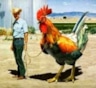 Самый большой петух