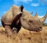 Самый большой носорог