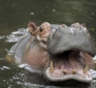 В Австралии умерла старейшая в мире бегемотиха Сьюзи