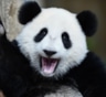 Во Франции впервые в истории примут роды у панды