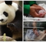 В зоопарке Франции у панды родилась двойня, один детеныш умер
