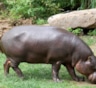 В зоопарке Москвы впервые за 30 лет поселился карликовый бегемот