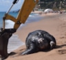 В Испании на пляже обнаружили гигантскую черепаху весом 700 кг