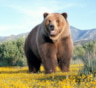Бурый медведь: интересные факты