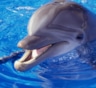 Ученые: самки дельфинов могут защищаться от нежелательной беременности