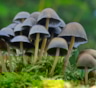Учёные: галлюциногенные грибы помогают в борьбе с депрессией