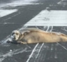На Аляске 200-килограммовый тюлень заблокировал взлетно-посадочную полосу