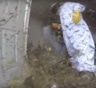 В США уничтожение огромного осиного гнезда сняли на видео