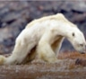 Пользователей ужаснуло видео с умирающим от голода белым медведем