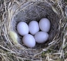 Самые большие яйца: птиц, змей, динозавров