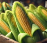 Золотая середина в выборе кукурузы: как не ошибиться при покупке початков — советы по оценке свежести, аромата и внешнего вида