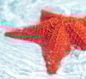 Ученые из Японии обнаружили новый вид морских звезд: ярко-красные хищники с необычной окраской — редкое открытие в подводном мире