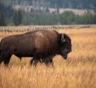 Вымирание степного бизона — причины: роль климата и растительности — исследование ученых