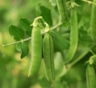 Горох в опасности: как защитить урожай от насекомых — советы по борьбе и профилактике
