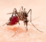 Глухие комары для защиты здоровья: новая находка ученых — уменьшение популяции переносчиков болезней