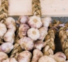 Как сохранить чеснок до нового урожая: проверенные способы — косы, ящики и банки с песком
