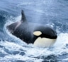 Опасные накопления в телах косаток: токсичные химикаты угрожают репродукции и иммунитету — сохранение популяций под вопросом