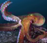 Как осьминоги управляют щупальцами: искусственная модель раскрыла секреты — новый шаг в робототехнике