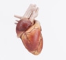 3D-модели сердца и генетика: форма органа предсказывает болезни — новое исследование
