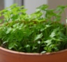 Как вырастить петрушку зимой: простые советы для сада и подоконника — свежая зелень круглый год