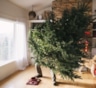 Новогодняя елка будет долго радовать глаз: как сохранить дерево и продлить праздник — выбор и уход
