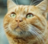 Почему рыжие кошки рыжие: генетическая загадка решена — мутация и тайна мозаичного окраса