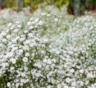 Гипсофила на вашем участке: посадка и правильный уход — советы для красоты сада