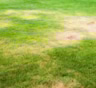 Газон выгорает — как на сковородке: названы распространенные ошибки в уходе — спасаем траву в жару