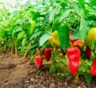 Помогли в июне — погубят в августе: эти привычки садоводов мешают перцам созреть — спасаем урожай до осени