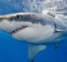 Исполин из глубин: у берегов США заметили самую крупную белую акулу за всю историю наблюдений