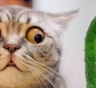 Огуречный ужас: стало известно, что скрывается за кошачьей боязнью обычного овоща — и чем это на самом деле опасно