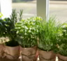 Лето кончается, а зелень — нет: посадите эти культуры на своем подоконнике, чтобы иметь под рукой ароматные травы круглый год