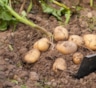 Секрет богатого урожая картофеля: как выбрать идеальный день для выкапывания и сохранить клубни надолго