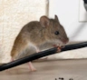 У соседа мыши, а у меня тишина: узнайте секрет надежного избавления от грызунов