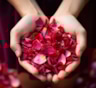 Сила аромата и нежности: стало известно, как лепестки роз помогают сохранить красоту