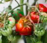 Ваши томаты поспеют на глазах: эти простые шаги помогут в августе довести зеленые плоды до ярко-красной спелости