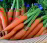 Морковку август бережет: эти простые приемы в конце лета подарят вам урожай сладких корнеплодов и надолго продлят их лежкость