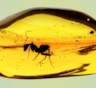 Муравей-невидимка с Карибских островов: ученые нашли в янтаре древнего мастера маскировки
