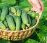 Огурцы с горечью можно спасти: раскрыты проверенные и эффективные методы опытных дачников