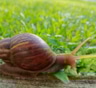 Дачный секрет с приятным ароматом: доступное средство надежно защищает урожай от слизней и улиток